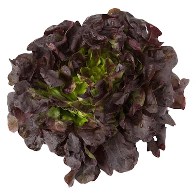 Lettuce Red 1Pc