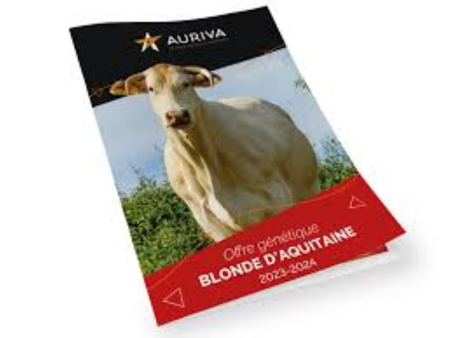 AAA BULLS BLOND 100G